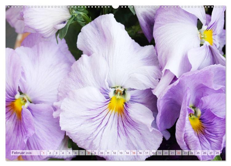 Produktbild: Stiefm&uuml;tterchen Freundliche Gesichter (Wandkalender 2026 DIN A2 quer), CALVENDO Monatskalender