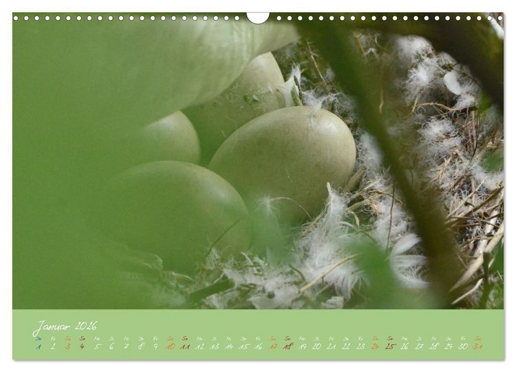 Produktbild: Schwanenfamilie, vom Ei bis zum Fliegen. (Wandkalender 2026 DIN A3 quer), CALVENDO Monatskalender