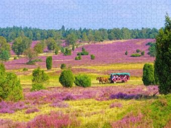Produktbild: CALVENDO Puzzle Kremserfahrten durch die Heidelandschaft | 1000 Teile Lege-Gr&ouml;&szlig;e 64x48cm Foto-Puzzle f&uuml;r gl&uuml;ckliche Stunden