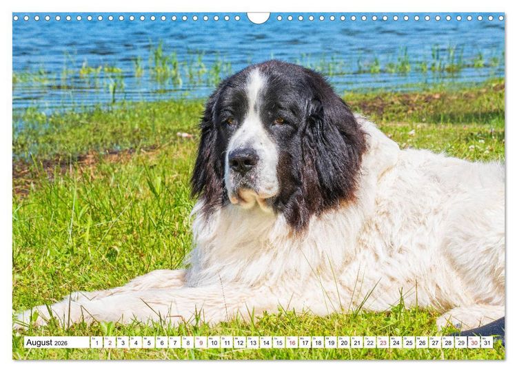 Produktbild: Landseer - Ein starker Freund auf 4 Pfoten (Wandkalender 2026 DIN A3 quer), CALVENDO Monatskalender