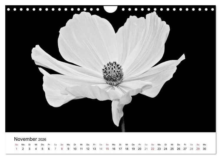 Produktbild: Blumen 2026, Schwarz-Wei&szlig; (Wandkalender 2026 DIN A4 quer), CALVENDO Monatskalender