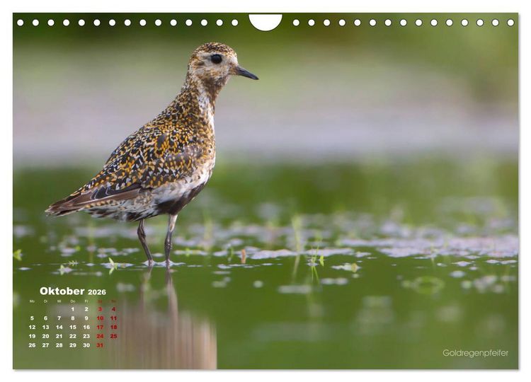 Produktbild: Wattv&ouml;gel an der Friesischen IJsselmeerk&uuml;ste (Wandkalender 2026 DIN A4 quer), CALVENDO Monatskalender