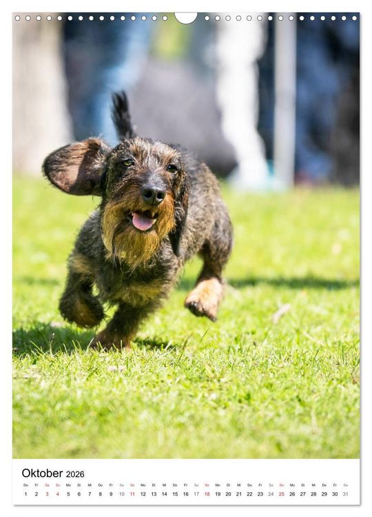 Produktbild: Dackel-Raserei (Wandkalender 2026 DIN A3 hoch), CALVENDO Monatskalender
