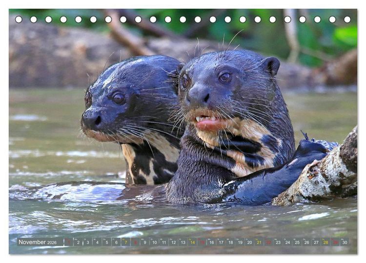 Produktbild: Riesenotter - Flussw&ouml;lfe im Pantanal (Tischkalender 2026 DIN A5 quer), CALVENDO Monatskalender