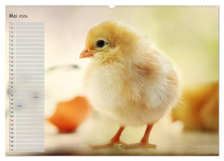 Produktbild: Tierisches aus der K&uuml;ken-Welt (Wandkalender 2026 DIN A2 quer), CALVENDO Monatskalender