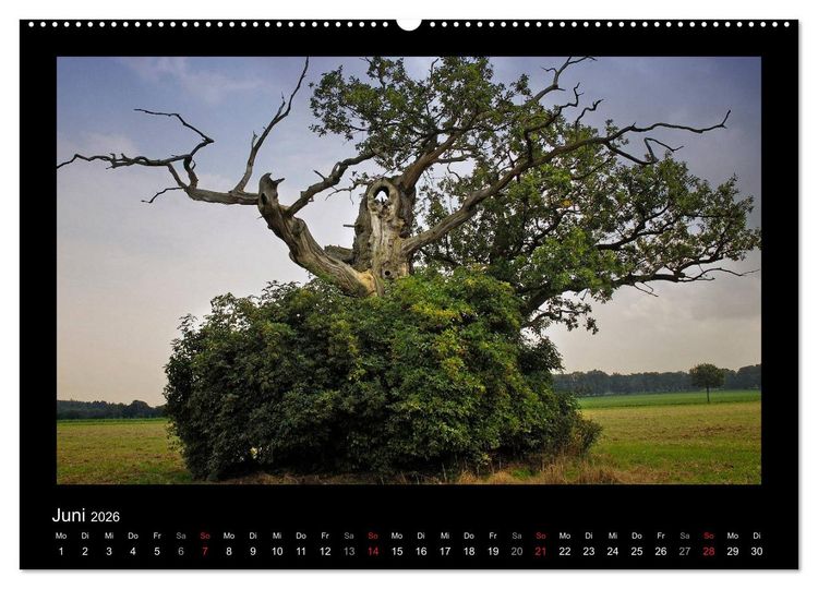 Produktbild: M&auml;rchenhafter Reinhardswald und Urwald Sababurg (Wandkalender 2026 DIN A2 quer), CALVENDO Monatskalender