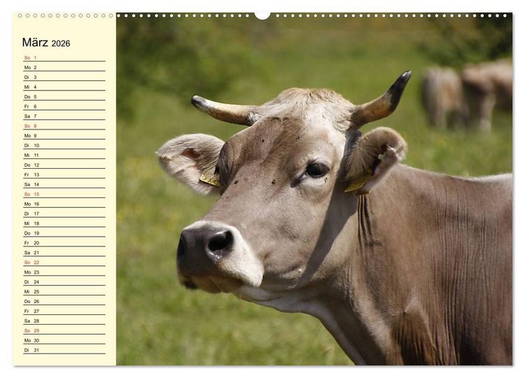 Produktbild: Gl&uuml;ckliche K&uuml;he auf saftigen Wiesen (Wandkalender 2026 DIN A2 quer), CALVENDO Monatskalender