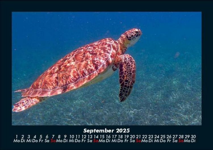 Produktbild: Schildkr&ouml;tenzauber 2025 Fotokalender DIN A5