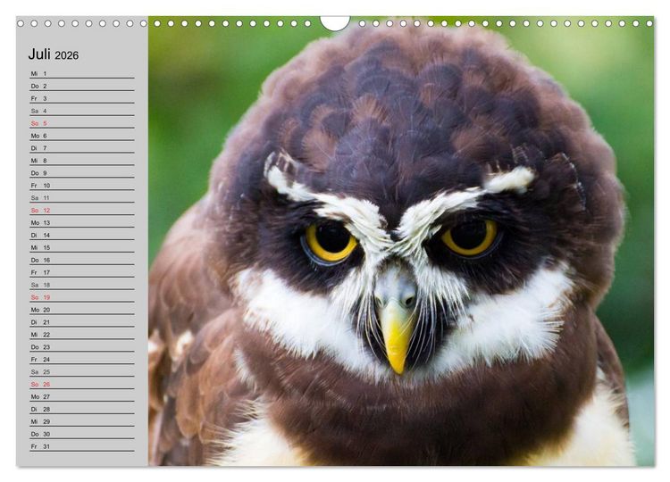 Produktbild: Eulen. W&auml;chter der Nacht (Wandkalender 2026 DIN A3 quer), CALVENDO Monatskalender
