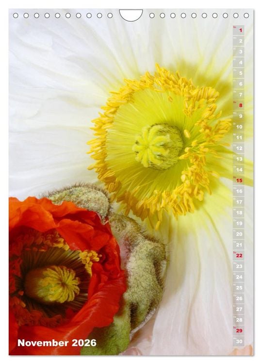 Produktbild: Mohn - Ein Bl&uuml;tentraum (Wandkalender 2026 DIN A4 hoch), CALVENDO Monatskalender