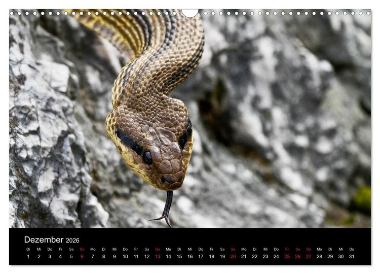 Produktbild: Reptilienkalender 2026 (Wandkalender 2026 DIN A3 quer), CALVENDO Monatskalender