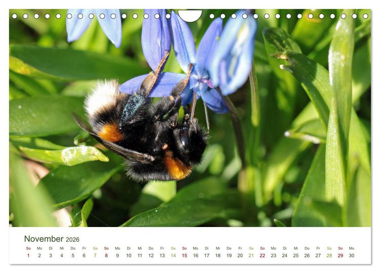 Produktbild: Wildbienen im Garten (Wandkalender 2026 DIN A4 quer), CALVENDO Monatskalender