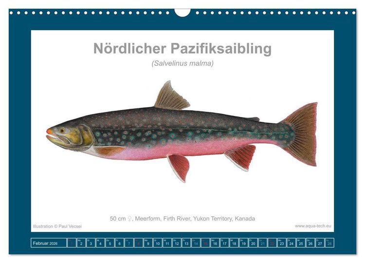 Produktbild: Fisch als Kunst 2026: Amerikanische Saiblinge (Wandkalender 2026 DIN A3 quer), CALVENDO Monatskalender