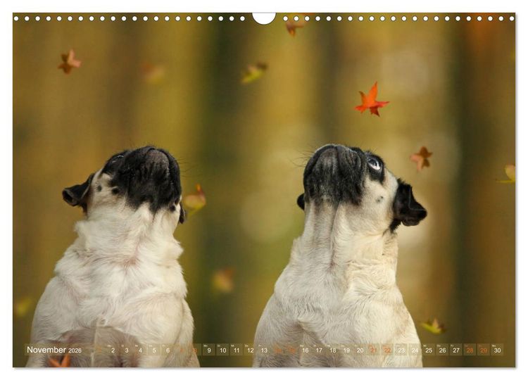 Produktbild: Lustige M&ouml;pse aus der Hundeknipserei (Wandkalender 2026 DIN A3 quer), CALVENDO Monatskalender