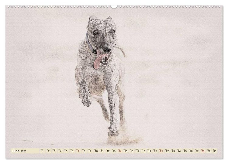 Produktbild: Whippets 2026 (High Quality Premium Wall Calendar 2026 DIN A2 landscape),CALVENDO 12 Month Wall Calendar