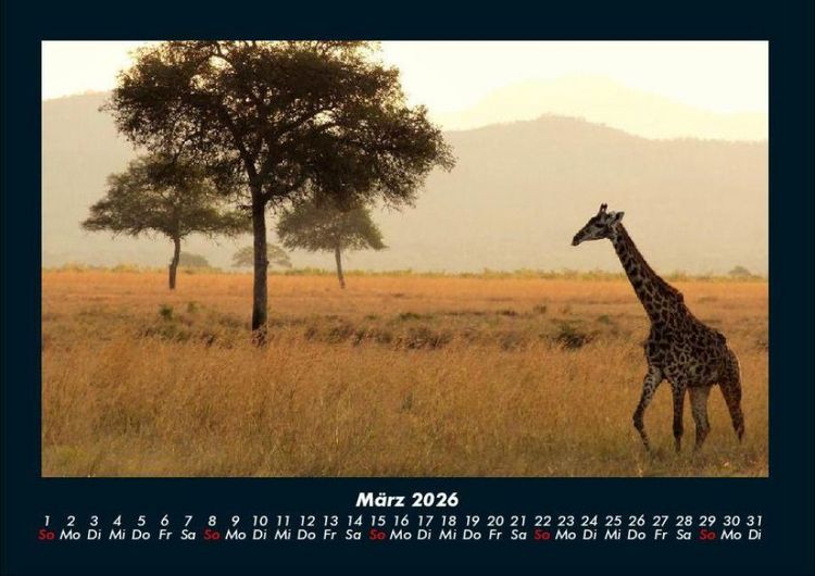 Produktbild: Giraffen 2026 Fotokalender DIN A4