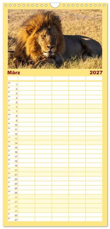 Produktbild: Familienplaner 2027 - L&ouml;wen in Botswana und S&uuml;dafrika mit 5 Spalten (Wandkalender, 21 x 45 cm) CALVENDO