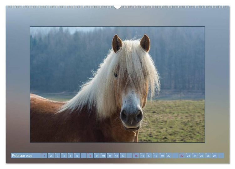 Produktbild: Pferde Vom Minishetty bis zum Kaltblut (Wandkalender 2026 DIN A2 quer), CALVENDO Monatskalender