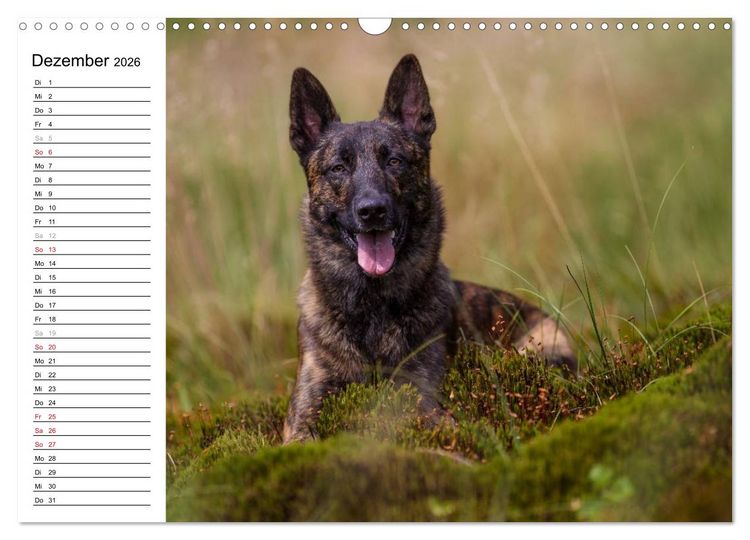 Produktbild: ausdrucksvolle Holl&auml;ndische Sch&auml;ferhunde (Wandkalender 2026 DIN A3 quer), CALVENDO Monatskalender
