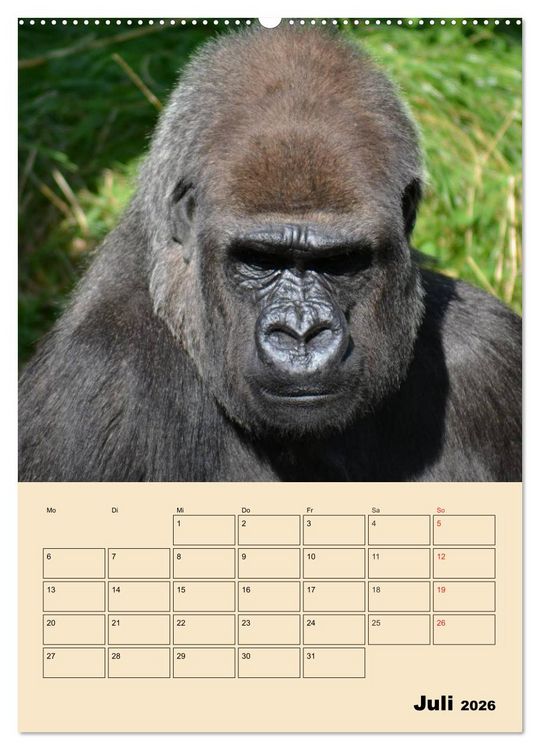 Produktbild: Gorillas (Wandkalender 2026 DIN A2 hoch), CALVENDO Monatskalender