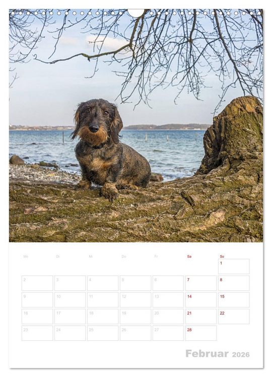 Produktbild: Der Dackel (M)ein treuer Weggef&auml;hrte (Wandkalender 2026 DIN A3 hoch), CALVENDO Monatskalender