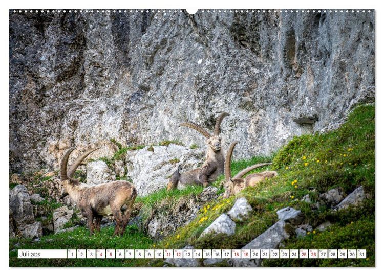 Produktbild: Steinb&ouml;cke - Majest&auml;tische Tiere der Alpen (hochwertiger Premium Wandkalender 2026 DIN A2 quer), Kunstdruck in Hochglanz