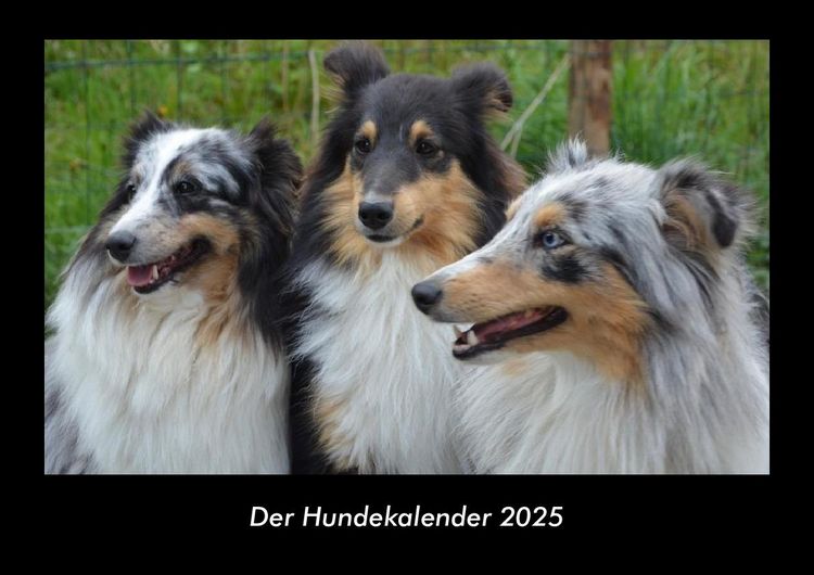 Produktbild: Der Hundekalender 2025 Fotokalender DIN A3
