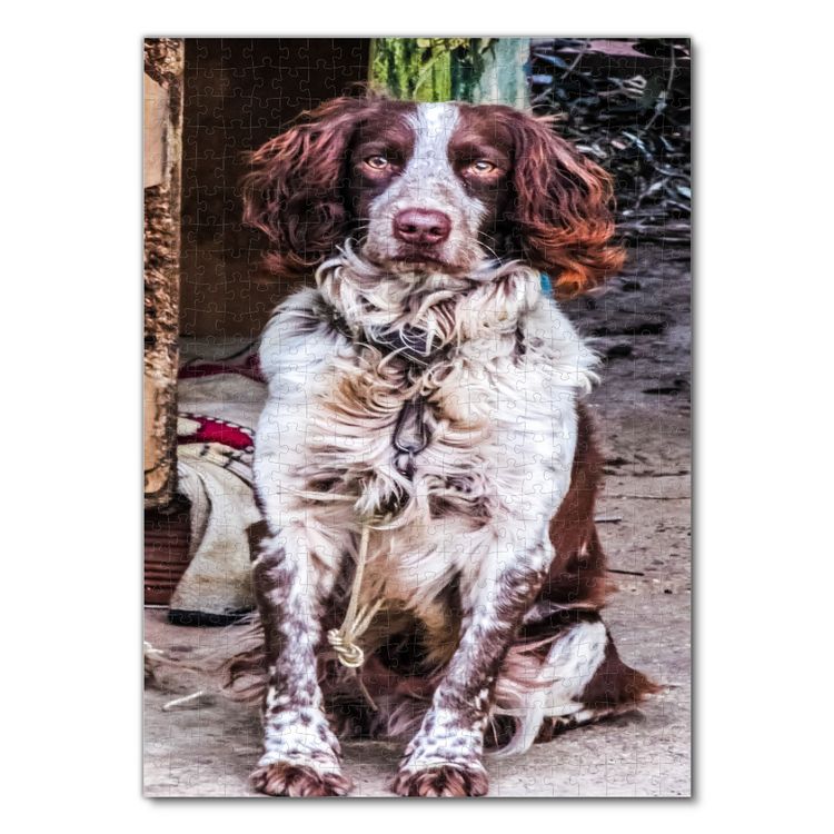 Produktbild: Lais Puzzle Springer Spaniel 500 Teile