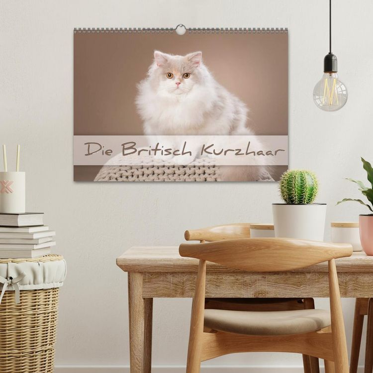 Produktbild: Die Britisch Kurzhaar (Wandkalender 2026 DIN A3 quer), CALVENDO Monatskalender
