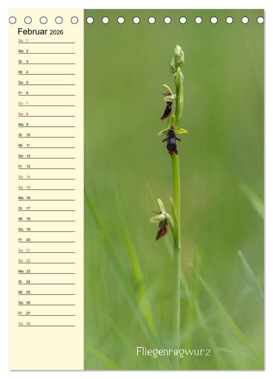 Produktbild: Wildwachsende Orchideen in Bayern (Tischkalender 2026 DIN A5 hoch), CALVENDO Monatskalender