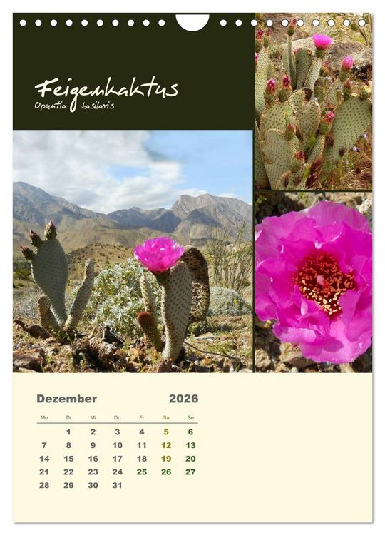 Produktbild: Kakteen der US-S&uuml;dweststaaten (Wandkalender 2026 DIN A4 hoch), CALVENDO Monatskalender