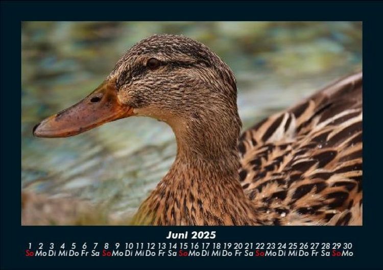 Produktbild: Enten 2025 Fotokalender DIN A5