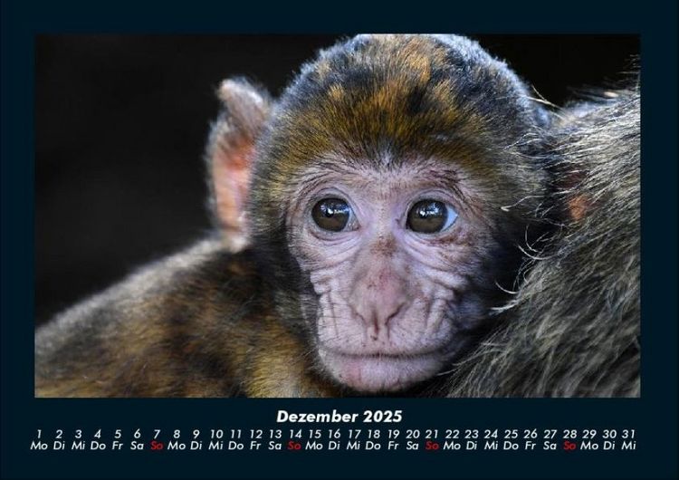 Produktbild: Der Tierkalender 2025 Fotokalender DIN A4
