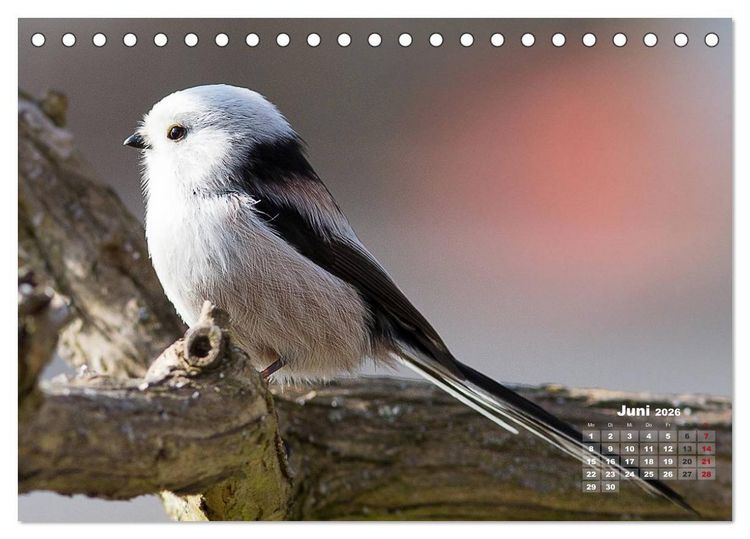 Produktbild: NATUR PUR - Singv&ouml;gel ganz nah (Tischkalender 2026 DIN A5 quer), CALVENDO Monatskalender