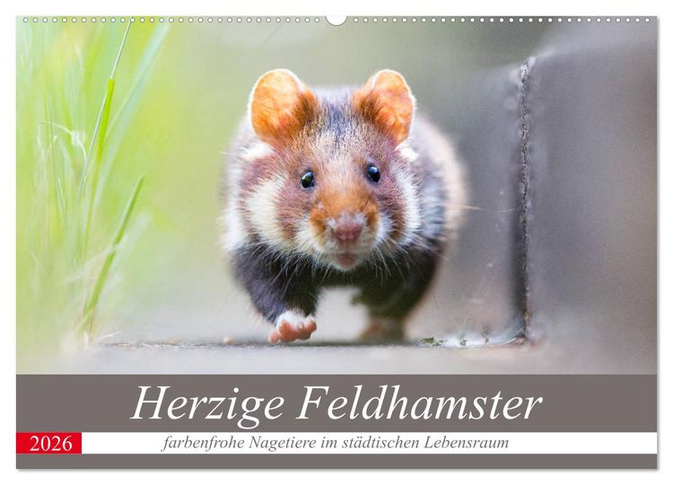 Produktbild: Herzige Feldhamster - farbenfrohe Nagetiere im st&auml;dtischen Lebensraum (Wandkalender 2026 DIN A2 quer), CALVENDO Monatskalender