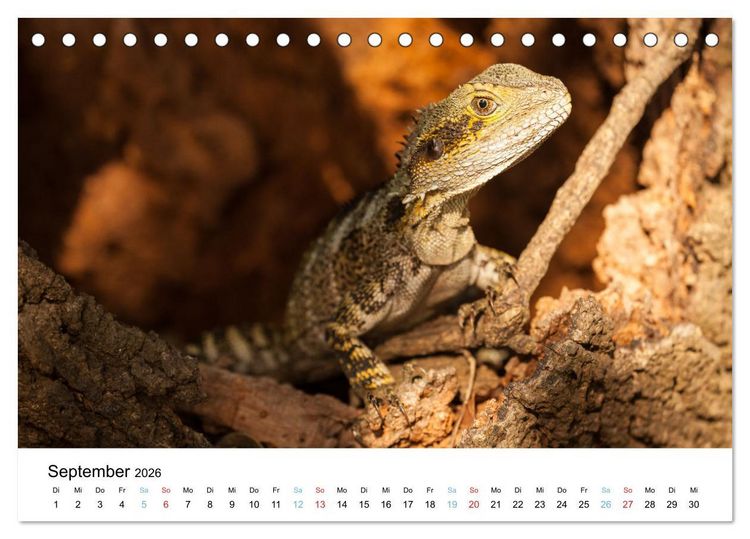 Produktbild: Australiens wunderbare Tiere (Tischkalender 2026 DIN A5 quer), CALVENDO Monatskalender