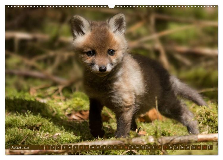 Produktbild: Bei den Jungf&uuml;chsen (hochwertiger Premium Wandkalender 2026 DIN A2 quer), Kunstdruck in Hochglanz