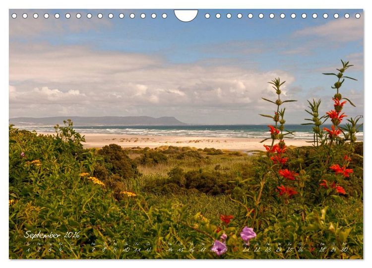 Produktbild: Am Kap von S&uuml;dafrika (Wandkalender 2026 DIN A4 quer), CALVENDO Monatskalender