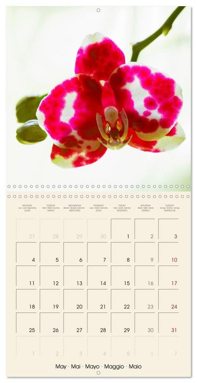 Produktbild: Butterfly orchids in high fidelity (Wall Calendar 2026 12 &times; 12 Inch) CALVENDO 12 Month Wall Calendar