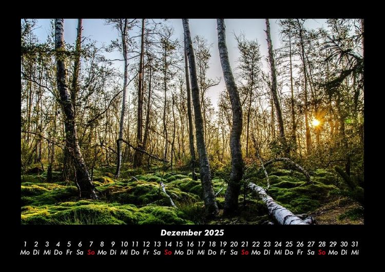 Produktbild: B&auml;ume 2025 Fotokalender DIN A3