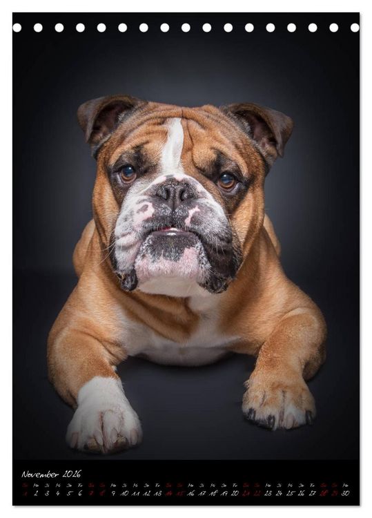Produktbild: Hunde-Augen-Blicke (Tischkalender 2026 DIN A5 hoch), CALVENDO Monatskalender