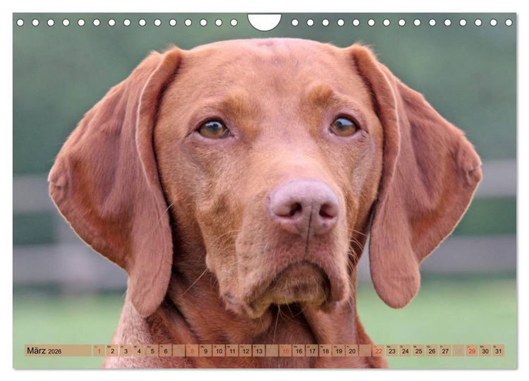 Produktbild: Magyar Vizsla - Vielseitiger Jagdhund mit Familienanschluss (Wandkalender 2026 DIN A4 quer), CALVENDO Monatskalender