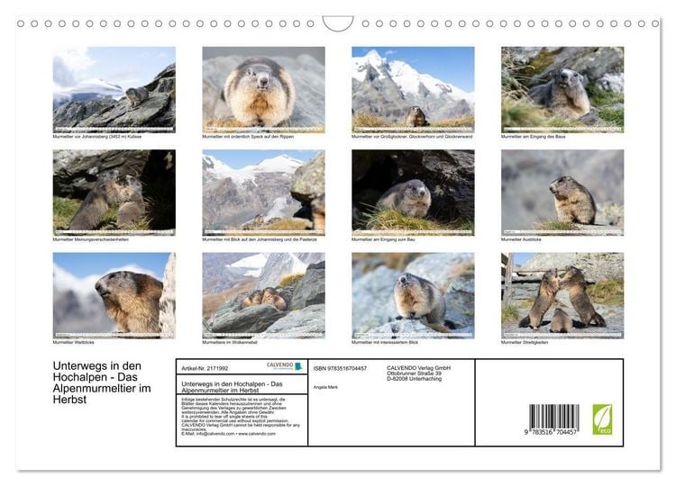 Produktbild: Unterwegs in den Hochalpen - Das Alpenmurmeltier im Herbst (Wandkalender 2026 DIN A3 quer), CALVENDO Monatskalender