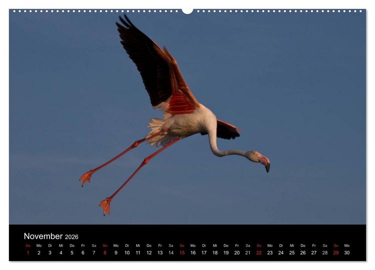 Produktbild: Flamingos der Camargue 2026 (hochwertiger Premium Wandkalender 2026 DIN A2 quer), Kunstdruck in Hochglanz