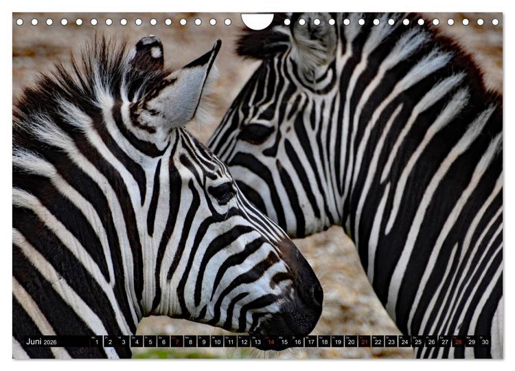 Produktbild: Afrika - Welt der Tiere (Wandkalender 2026 DIN A4 quer), CALVENDO Monatskalender