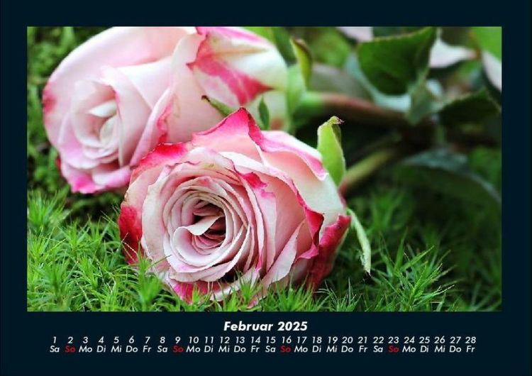 Produktbild: Rosen-Kalender 2025 Fotokalender DIN A4