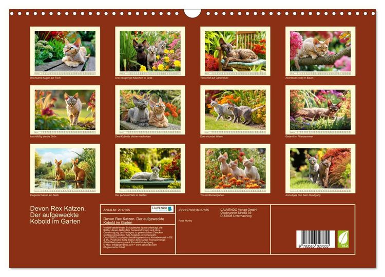 Produktbild: Devon Rex Katzen. Der aufgeweckte Kobold im Garten (Wandkalender 2026 DIN A3 quer), CALVENDO Monatskalender