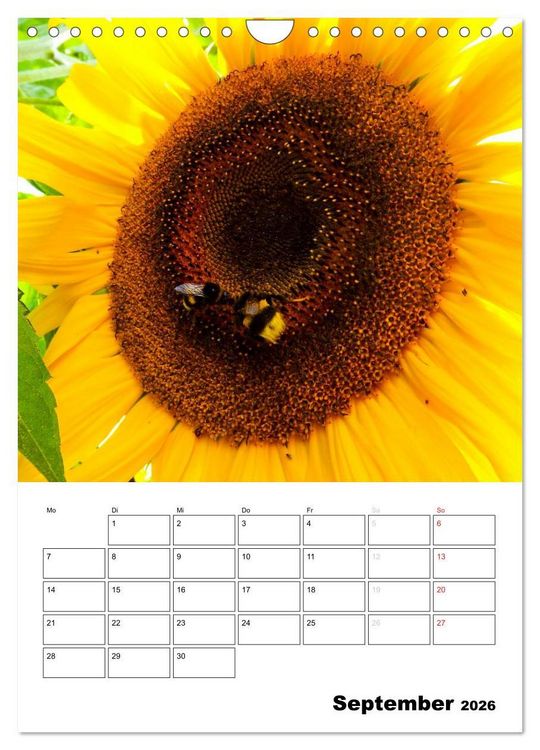 Produktbild: Strahlende Sonnenblumen (Wandkalender 2026 DIN A4 hoch), CALVENDO Monatskalender