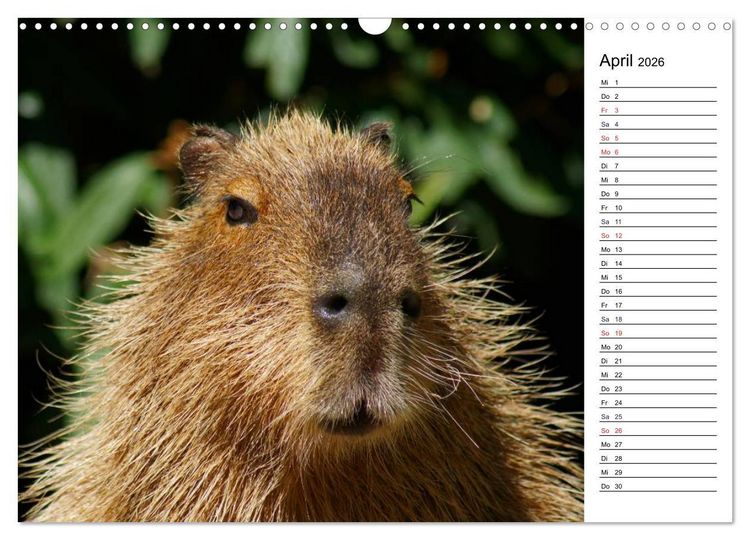 Produktbild: Faszinierende Tierportraits (Wandkalender 2026 DIN A3 quer), CALVENDO Monatskalender