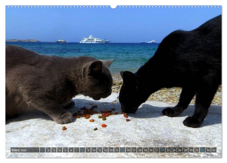 Produktbild: SAMTPFOTEN auf Mykonos (Wandkalender 2026 DIN A2 quer), CALVENDO Monatskalender